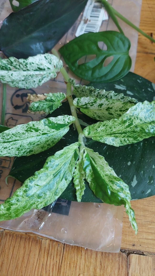 Wyprzedaż, zestaw nr 2, pink princess, red anderson, Caramel, monstera