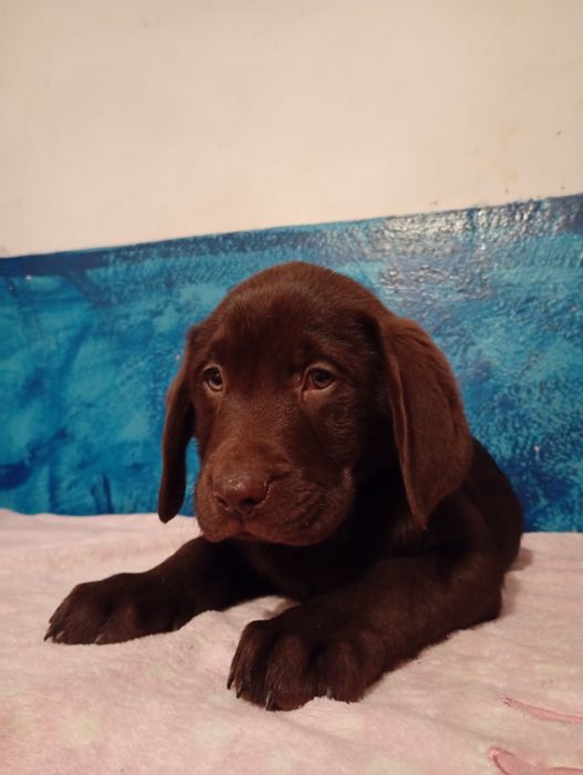 Mam na sprzedanie śliczne labladory