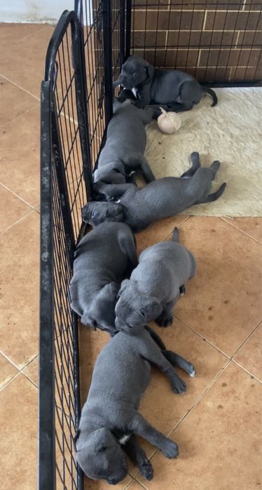 Цуценята Кане Корсо