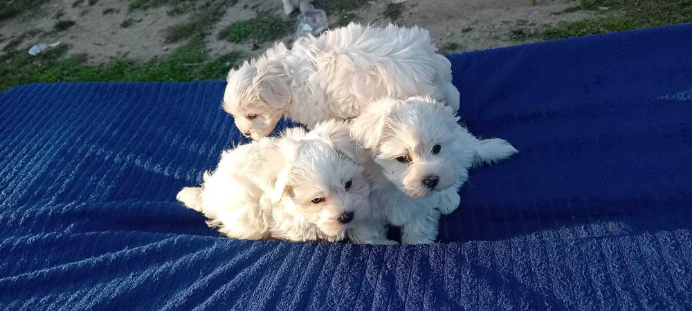 Maltańczyk  śliczny  piesek mogę paszport z hodowli okazja