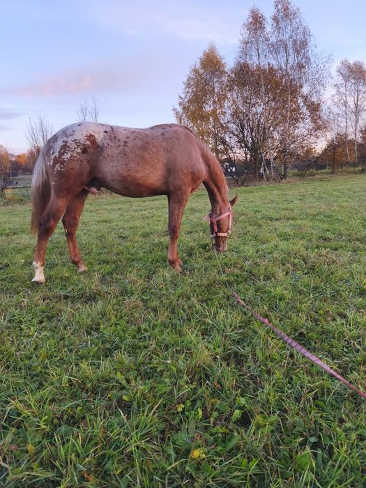 Sprzedam Wałacha taranta
