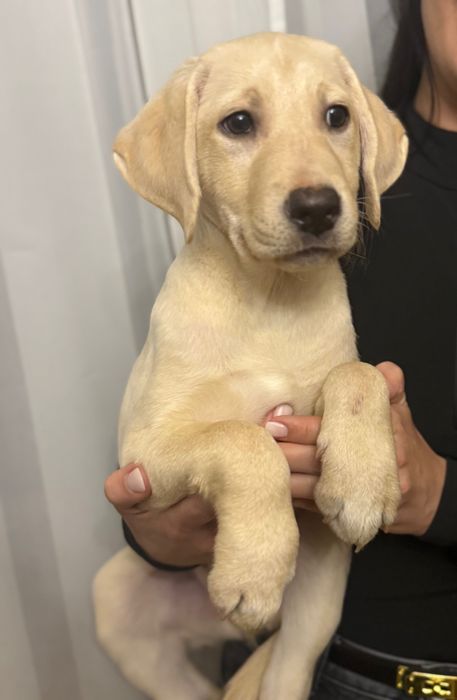 Продаються лабрадори.Справжній друг на все життя