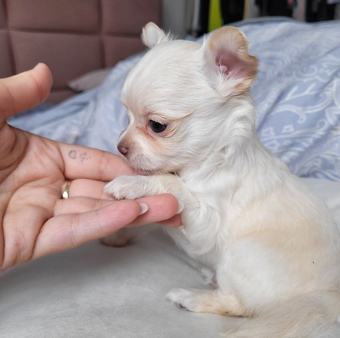 Piesek chihuahua samiec śliczny