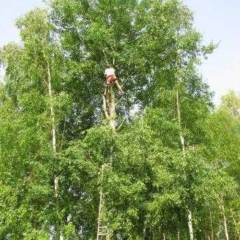 Wycinka / Przycinanie drzew