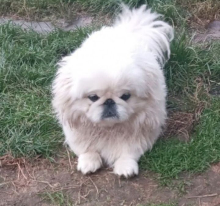 Вязка,чистокровний білий пекінес розвязаний