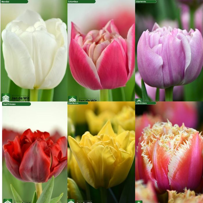 Луковица голландских тюльпанов 12+  оптом под выгонку.Цибулина голланд