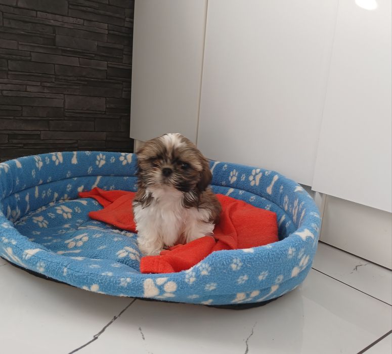 Dziewczynka Shih-tzu z Rodowodem