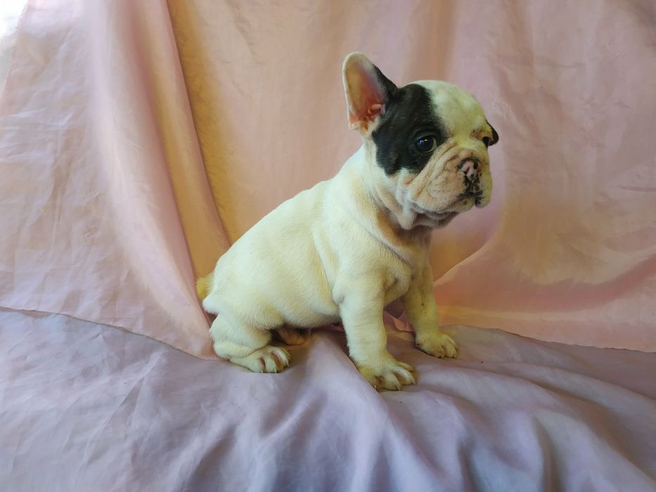 Французкие будьдоги белочерные -Бабочки 4 сыночка и 1 лапочка- дочка!!