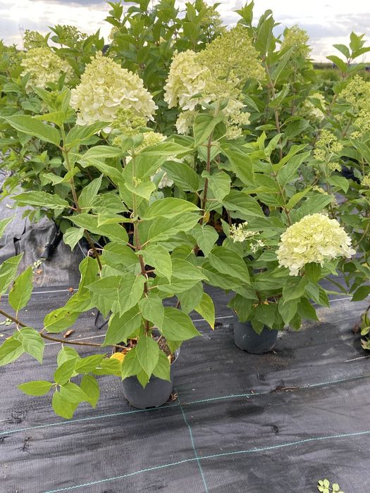 Hortensja bukietowa- Vanile Fraise, Limelight