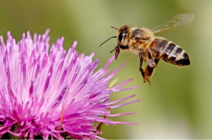 Miód pszczeli dla odbiorców hurtowych