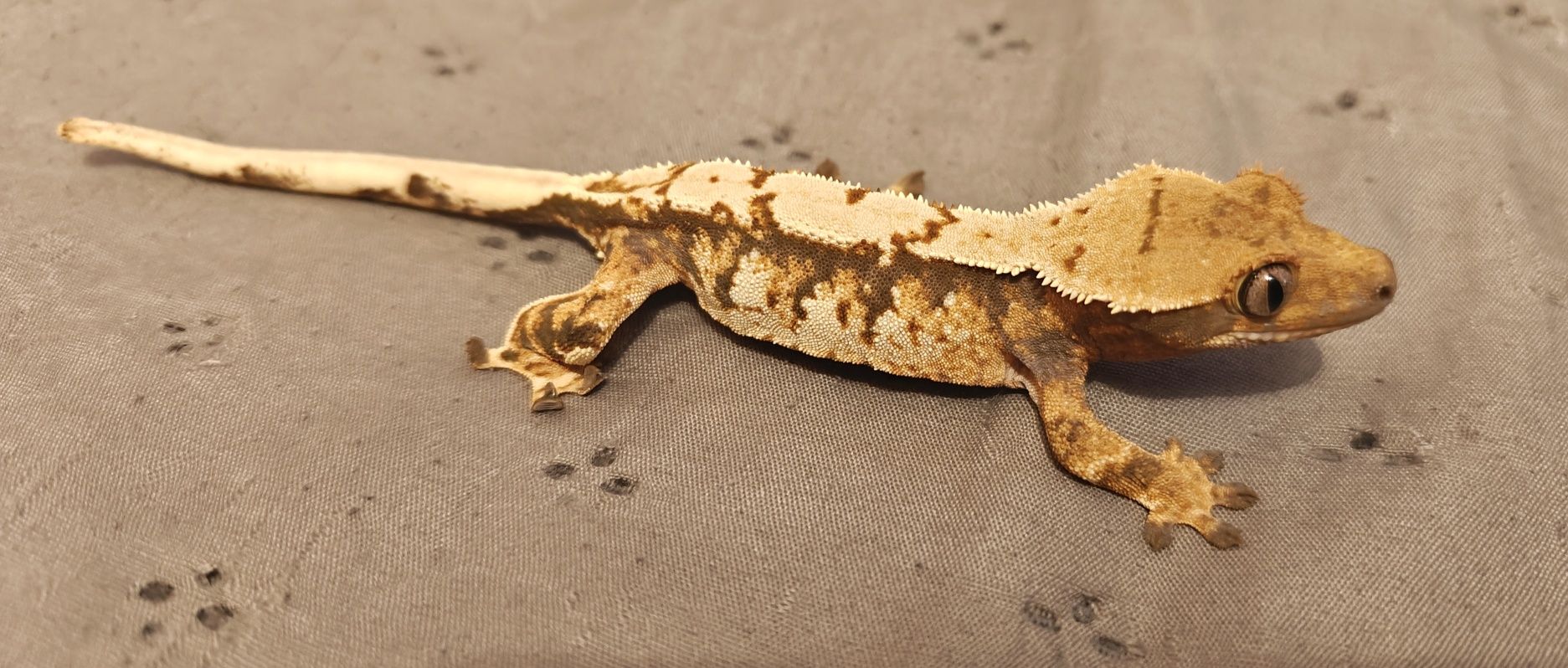 Gekon orzęsiony tricolor/harlequin samica 17g WeedGeckos