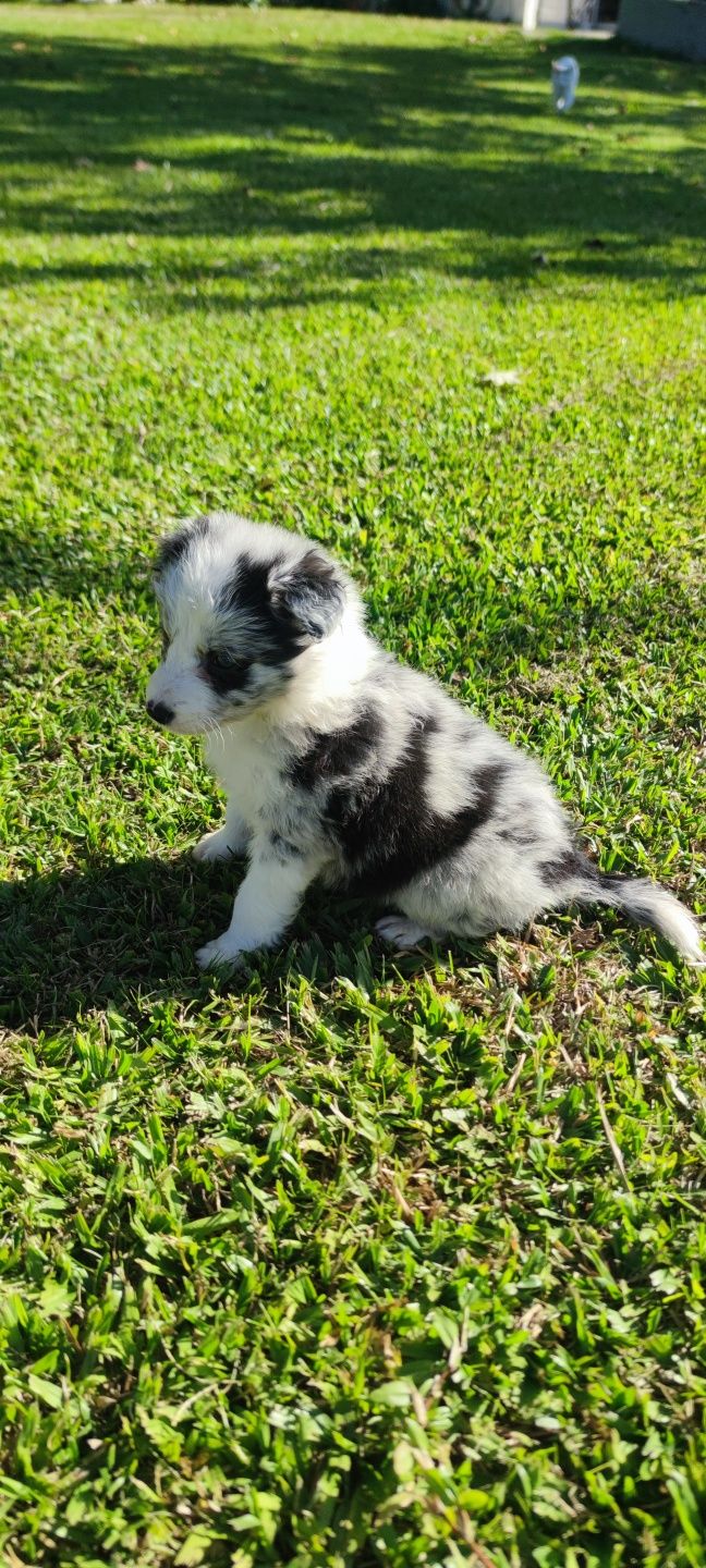 Border Collie Blue Merle fêmea