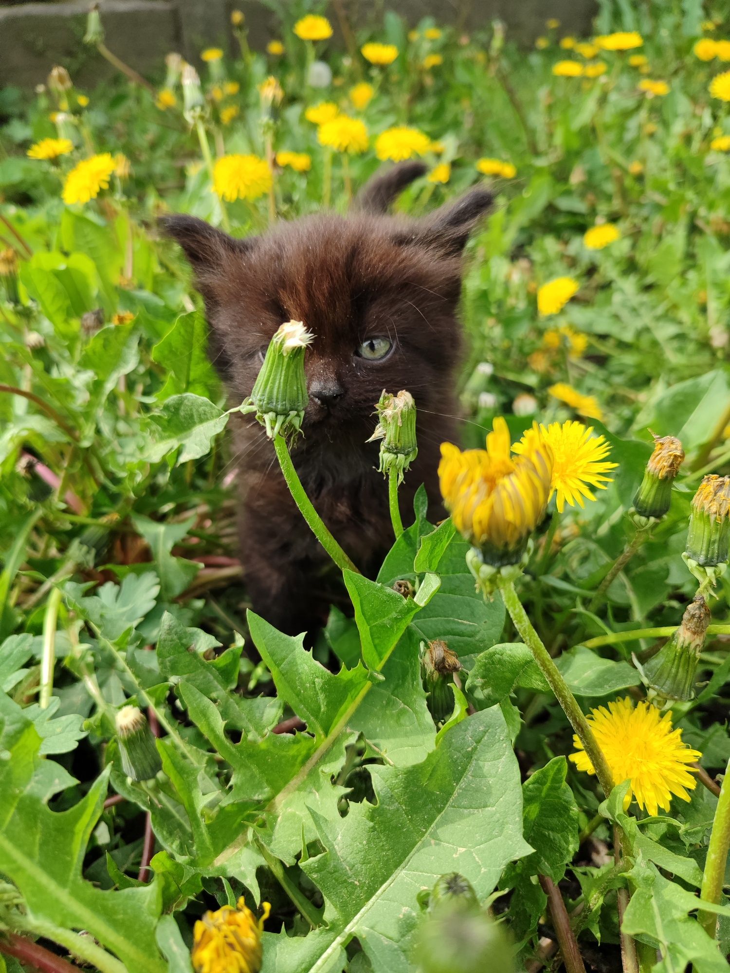 Кошенята від Шотландської кицьки