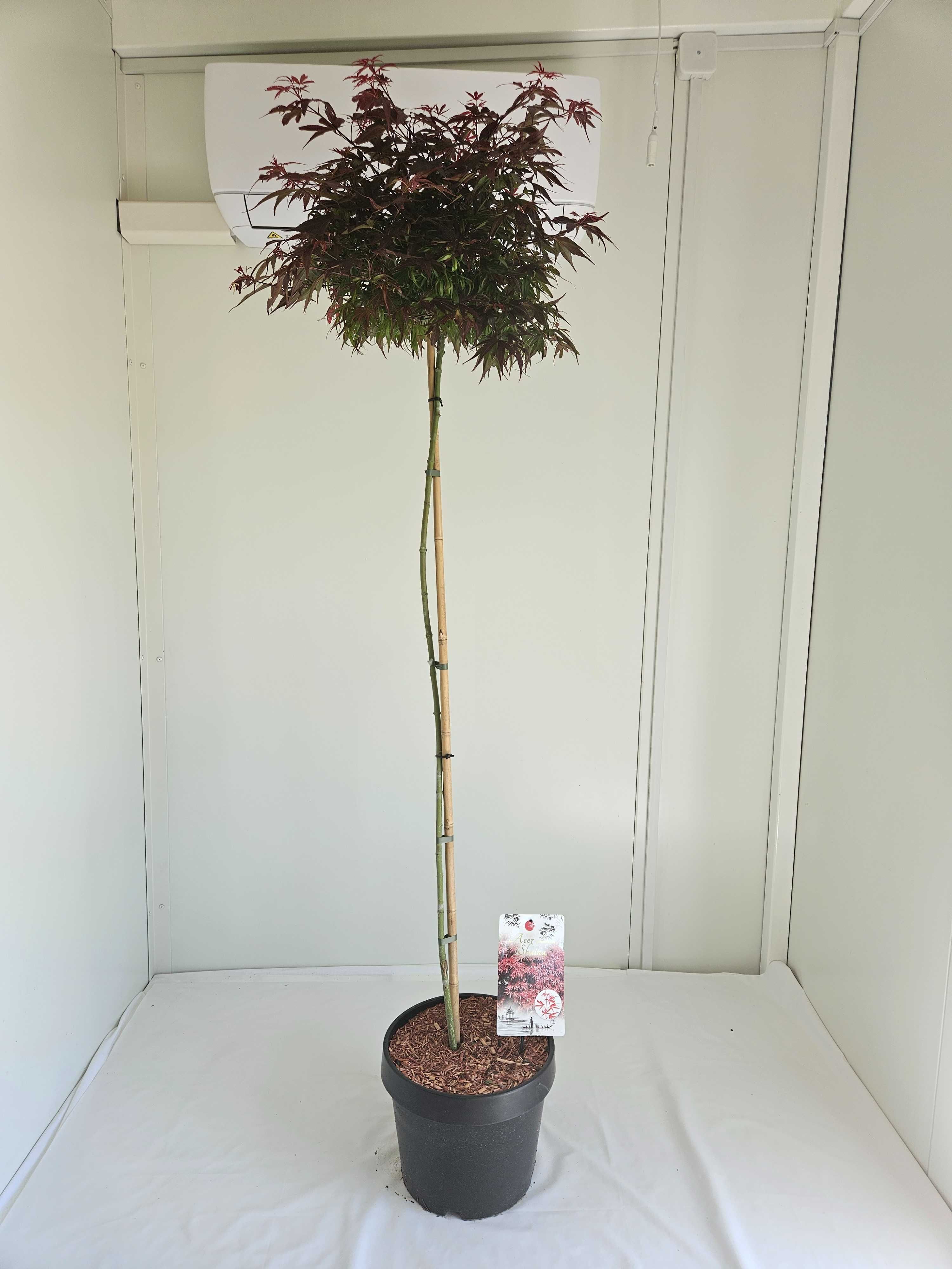 Klon palmowy szczepiony Shaina na pniu – Acer palmatum 'Shaina'