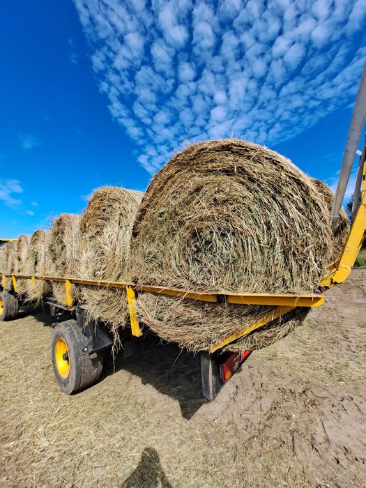 Siano dla koni / baloty siana tegorocznego / pachnące siano