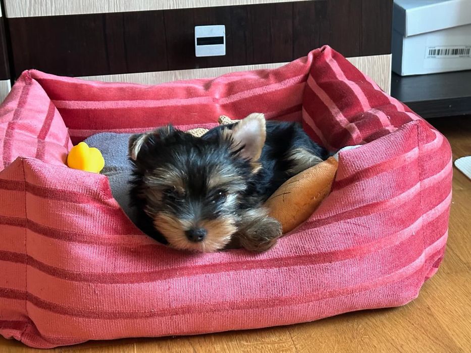 Лежанка , кроватка для собаки или кошки