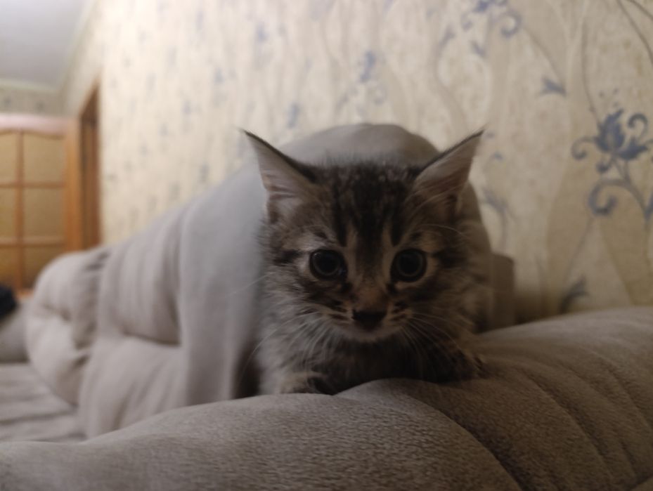 Котенок мальчик, полтора месяца