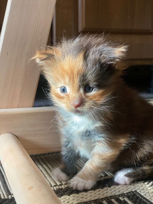 Кошеня породи Мейкун.Грайлива,триколірна дівчинка!