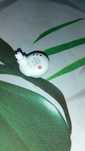 Fone Sony yy2952 R