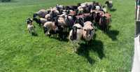 Продам стадо овець та баранів оптом