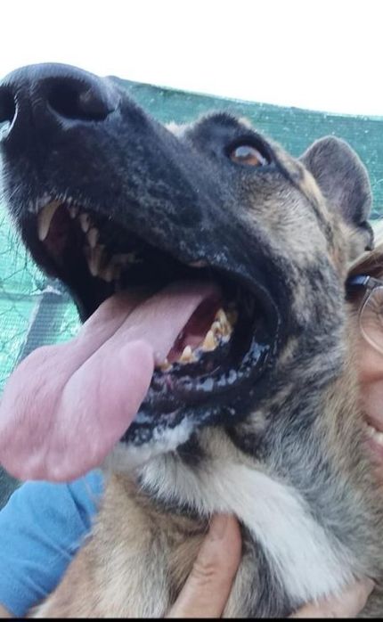 Raçado de pastor belga