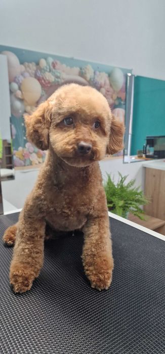 Стрижка собак Одесса