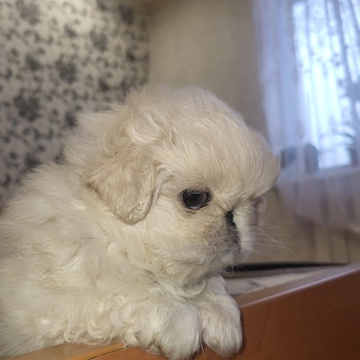 Пекінес цуценята