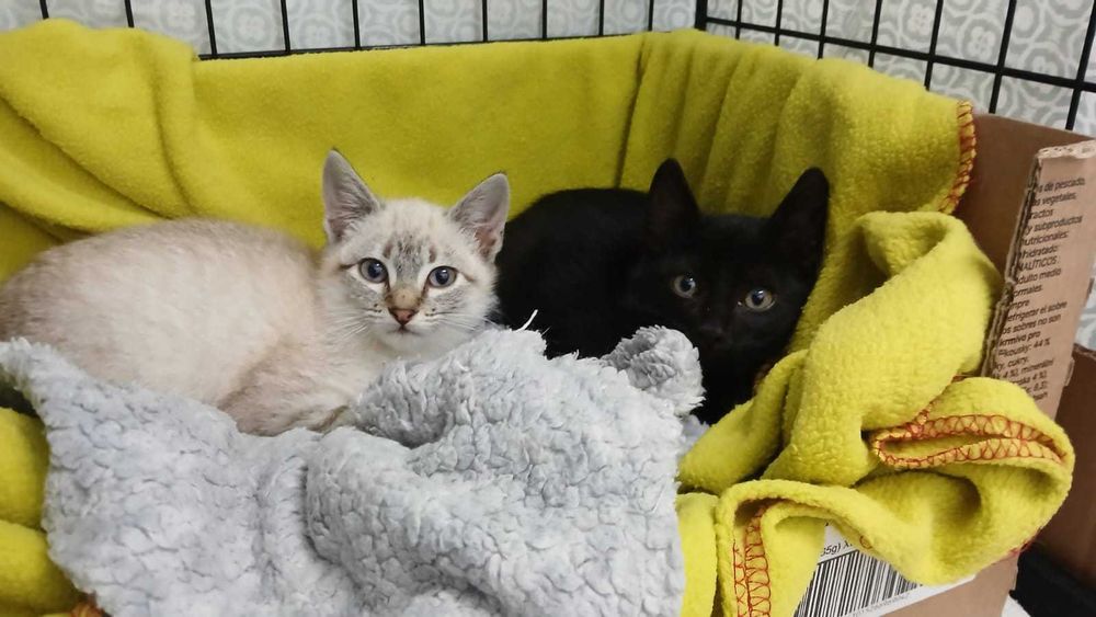 Gatos gatinhos bebés para adoção conjunta consciente