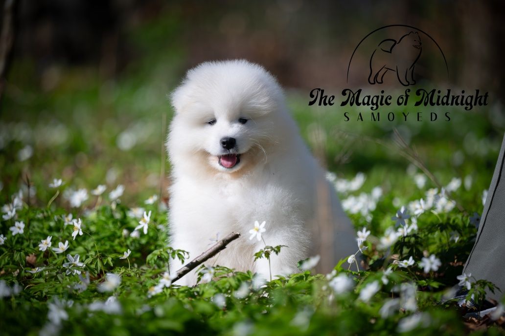 Samoyed  ZKwP FCI