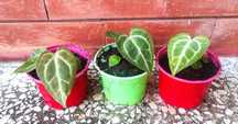 Antúrio Raro - planta em vaso