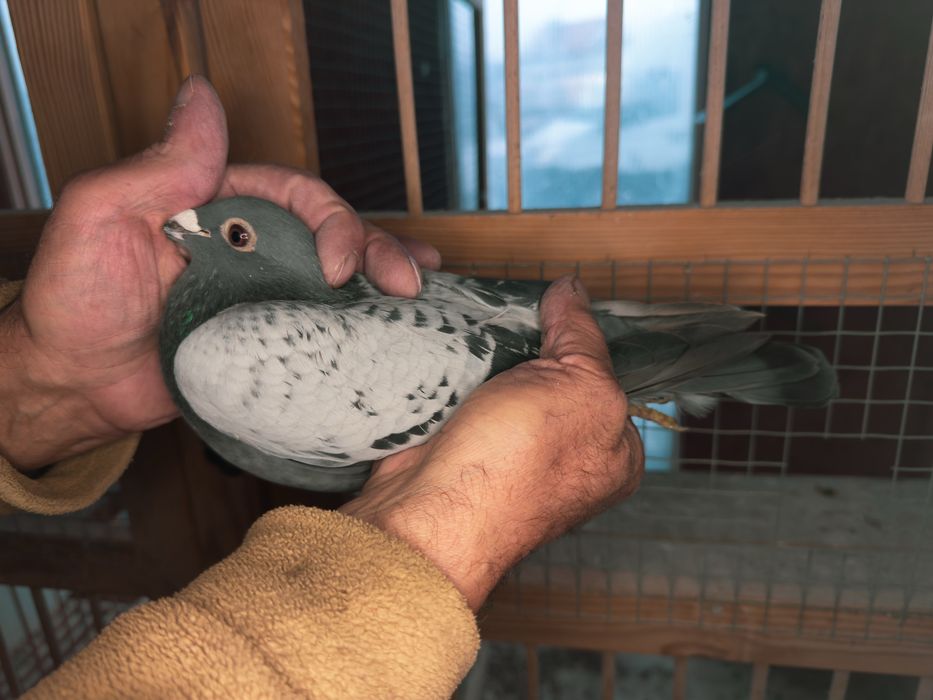 Goląb z linii Veenstra Pigeons