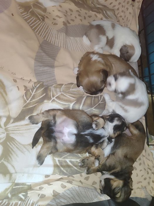 Shih tzu do rezerwacji