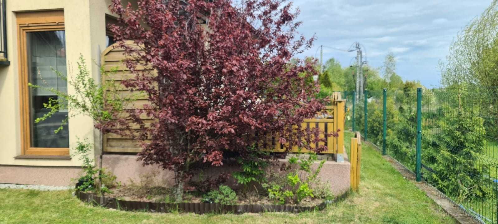 Domki murowane nad morzem Sarbinowo blisko plaży wolny t 09.08-23.08