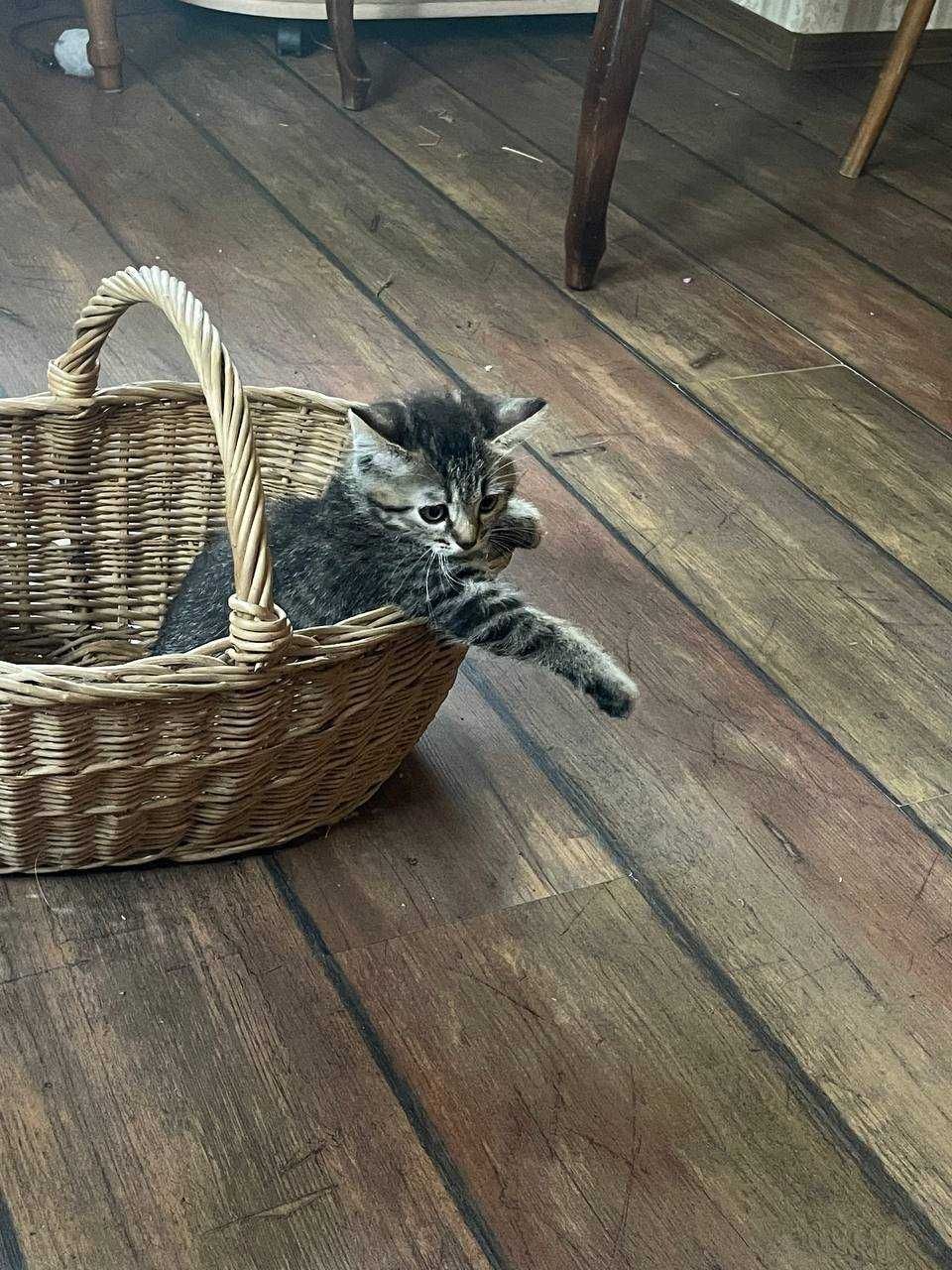 Кошенятко шукає сім'ю
