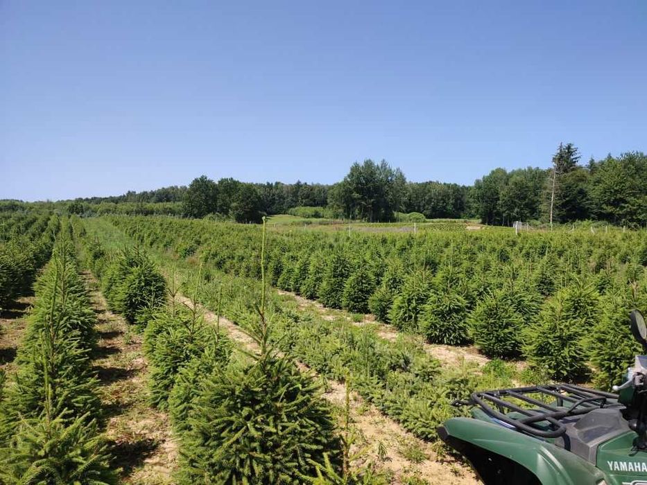 Świerk pospolity lub jodła koreańska na żywopłot lub CHOINKI plantacja