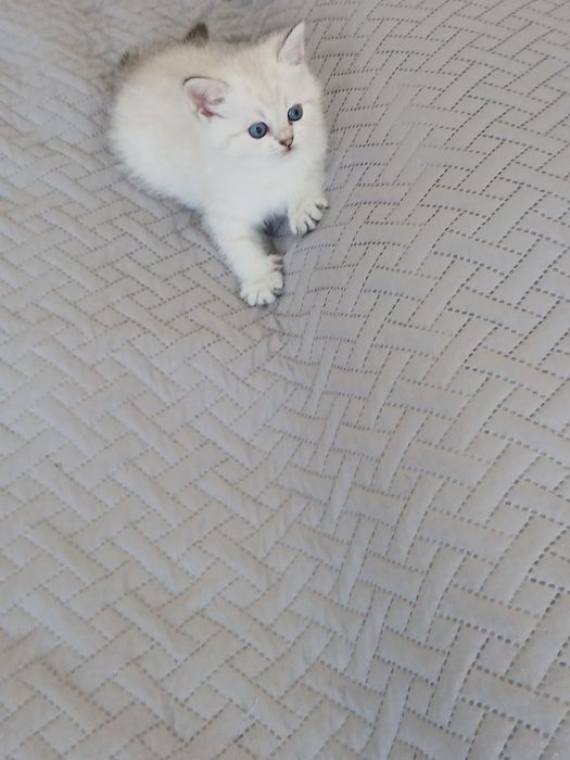 Macho Scottish Straight