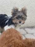 Biewer yorkshire terrier  miniaturka piesek york chłopak  Dagan