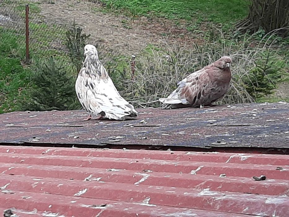 KOLOROWE Orliki Polskie