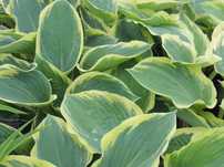 Funkia/Hosta/ American Halo - Flora Szczecin