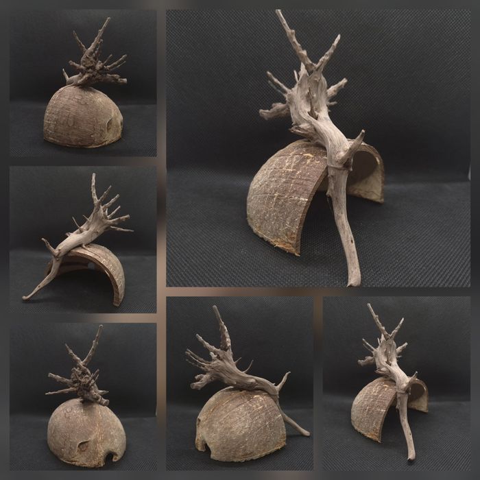 Elementos Naturais para Aquário – Casca de Coco com Tronco e Anúbia