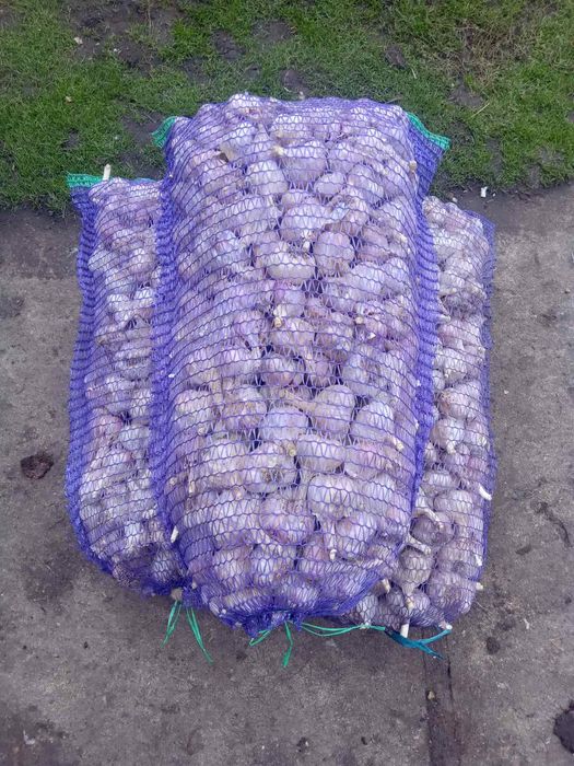 Продається часник сорт "Любаша".