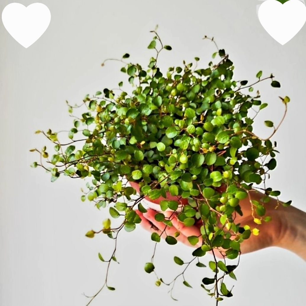 Muehlenbeckia plus gratis