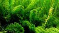 Елодея-канадська рослини водорості