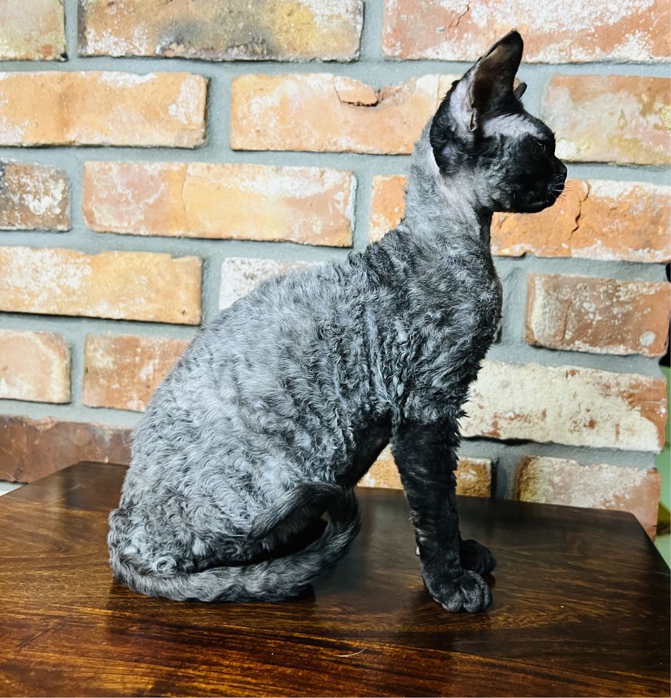 Srebrna kotka Devon Rex- gotowa do zmiany domu