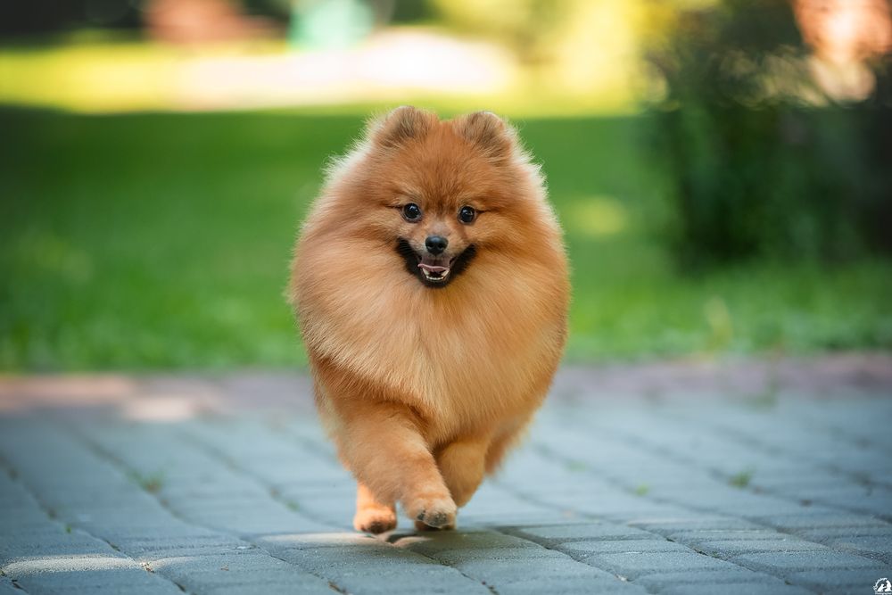 Шикарный , оранж соболь кобель, померанский шпиц , открыт для вязки