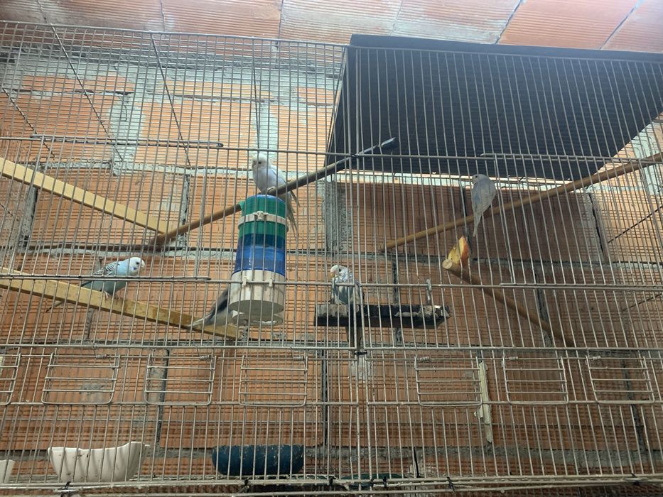 Varios periquitos para venda ou troca