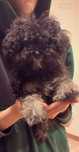 Maltipoo mini piekny krecony włos