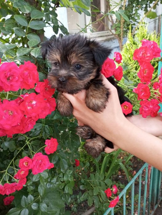 Йоркширский терьер щенки