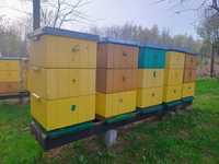 Rodziny pszczele z ulami/ ule ostrowskie
