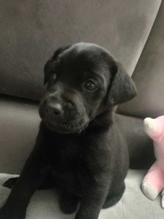 Szczeniaki w typie labradora za darmo